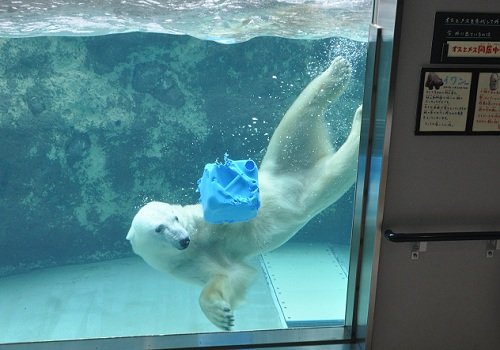 ２月１９日　旭山動物園　ホッキョクグマ　サツキとイワン１