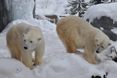 ２月１９日　旭山動物園　ホッキョクグマ　ルルとピリカ１