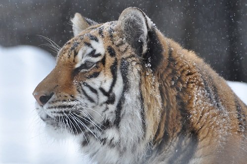 ２月１９日　旭山動物園　アムールトラ　のん