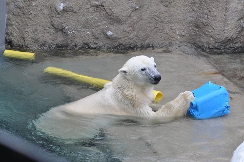 ２月１９日　旭山動物園　ホッキョクグマ　サツキと他３頭