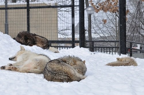 ２月１９日　旭山動物園　シンリンオオカミ