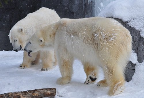 ２月１９日　旭山動物園　ホッキョクグマ　ルルとピリカ２