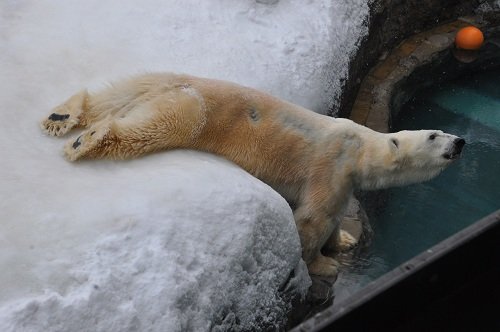 ２月１９日　旭山動物園　ホッキョクグマ　午後のもぐもぐタイム前後