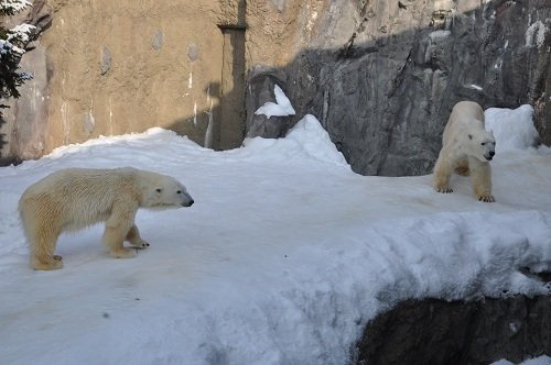 ２月１９日　旭山動物園　ホッキョクグマ　イワンとサツキ