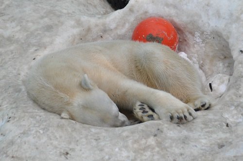 ２月２４日　おびひろ動物園　ホッキョクグマ２