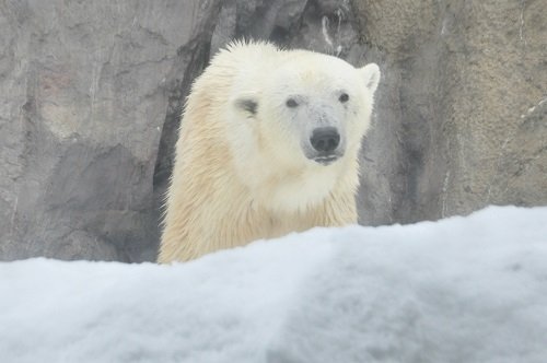 ２月２８日　旭山動物園　ホッキョクグマ　サツキ２