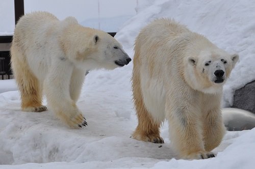 ２月２８日　旭山動物園　ホッキョクグマ　ルルとピリカ１