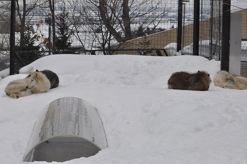 ２月２８日　旭山動物園　シンリンオオカミ