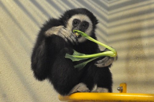 ２月２８日　旭山動物園　シロテテナガザル