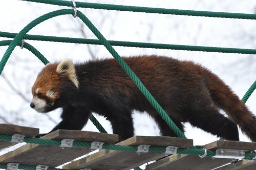 ２月２８日　旭山動物園　レッサーパンダ