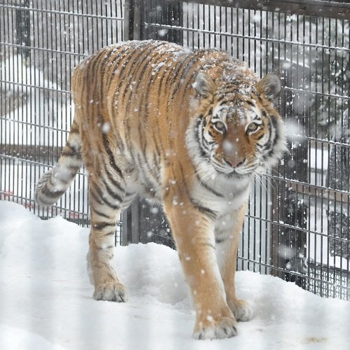 ２月２８日　旭山動物園　アムールトラ　のん