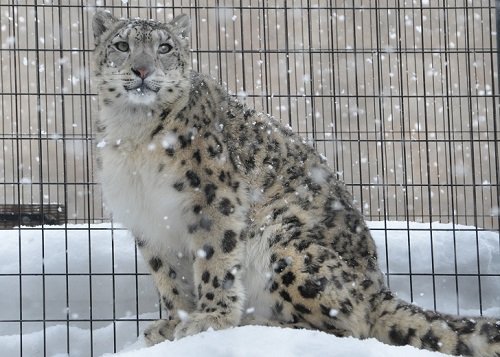 ２月２８日　旭山動物園　もうじゅう館の仲間たち