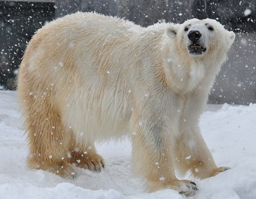 ２月２８日　旭山動物園　ホッキョクグマ　ルルとピリカ２