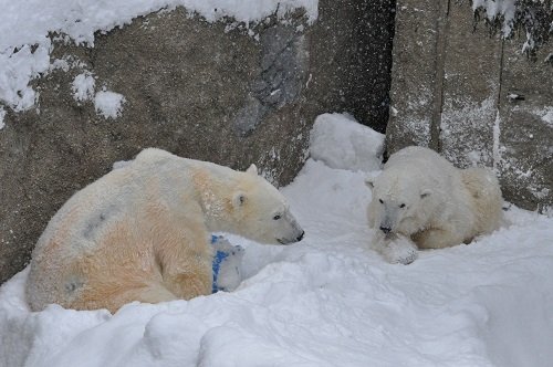 ３月１０日　旭山動物園　ホッキョクグマ　イワンとサツキ