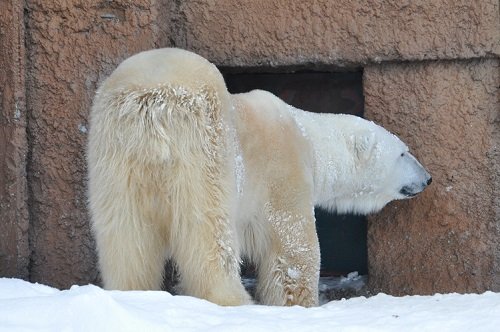 ２月１２日　円山動物園　ホッキョクグマ　デナリ