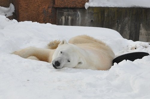 ２月１２日　円山動物園　ホッキョクグマ　デナリ