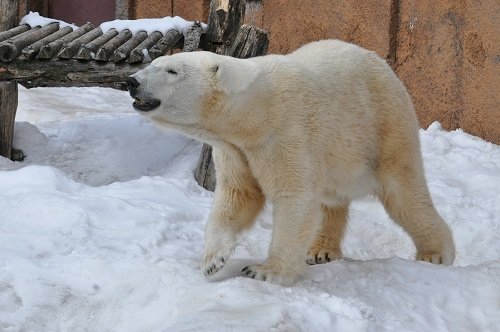 ３月２４日　円山動物園　ホッキョクグマ　ララとツインズ１