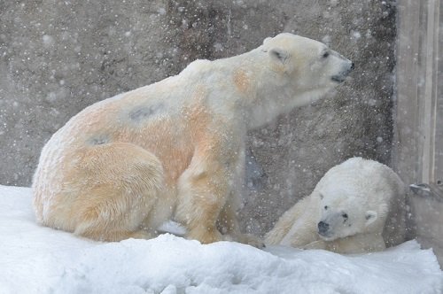 ３月２６日　旭山動物園　ホッキョクグマ　イワンとサツキ