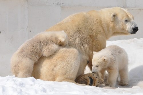 ３月２４日　円山動物園　ホッキョクグマ　ララ親子２