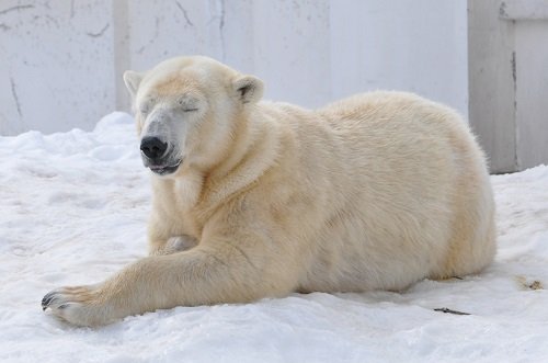 ３月２４日　円山動物園　ホッキョクグマ　ララ親子３