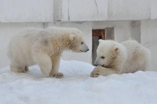 ３月２４日　円山動物園　ホッキョクグマ　ララ親子４