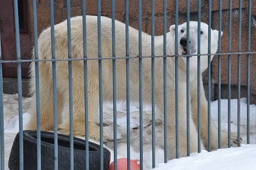 ３月２４日　円山動物園　ホッキョクグマ　デナリとキャンディ