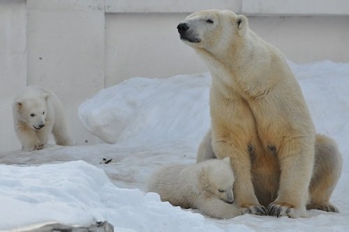 ３月２４日　円山動物園　ホッキョクグマ　ララ親子５