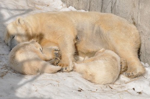 ３月２８日　円山動物園　ホッキョクグマ　ララ親子の朝