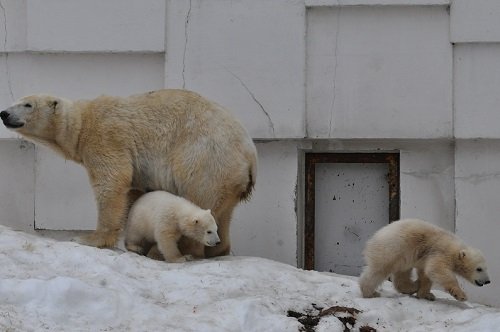 ３月２８日　円山動物園　ホッキョクグマ　ララ親子２