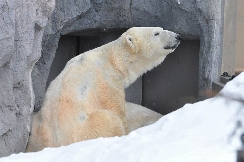 ３月３１日　旭山動物園　ホッキョクグマ