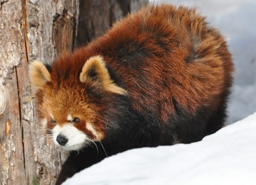 ３月３１日　旭山動物園　レッサーパンダ　朝朝