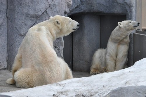 ４月７日　旭山動物園　ホッキョクグマの朝