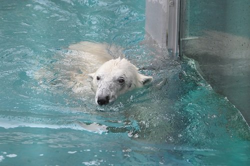 ４月７日　旭山動物園　ホッキョクグマのお昼過ぎ