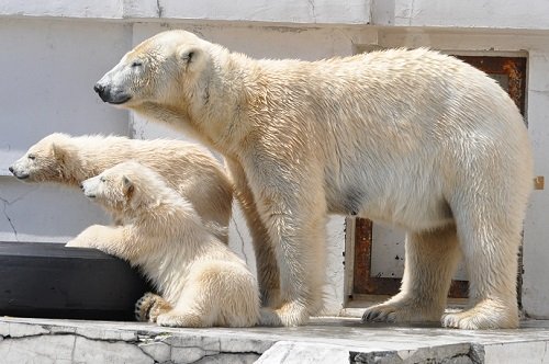 ４月２１日　円山動物園　ホッキョクグマ　ララ親子１