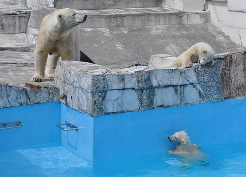 ４月２１日　円山動物園　ホッキョクグマ　ララ親子２