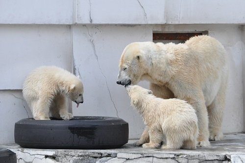 ４月２１日　円山動物園　ホッキョクグマ　ララ親子３