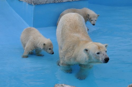 ４月２１日　円山動物園　ホッキョクグマ　ララ親子４　ドキドキガイド