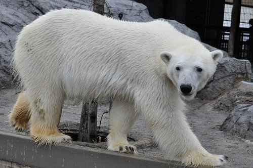 ４月２８日　旭山動物園　ホッキョクグマたち