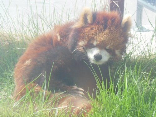 ５月１６日　旭山動物園の動物たち