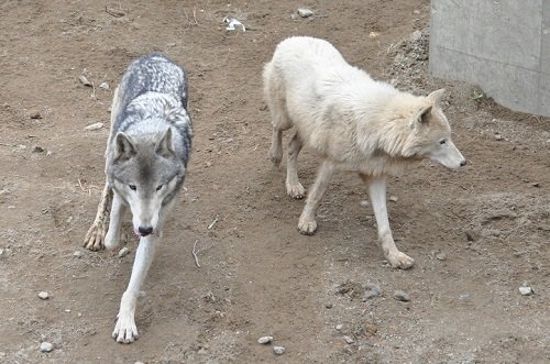 ５月５日　大森山動物園　シンリンオオカミ