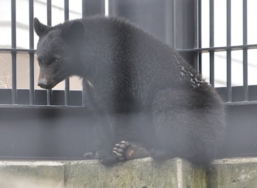 ５月５日　大森山動物園　ツキノワグマの子グマ