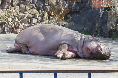 ５月１６日　旭山動物園　カバ　ザブコが立った！！