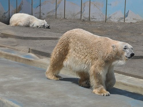 ５月１９日　釧路市動物園　ホッキョクグマ１