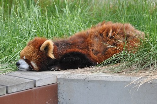 ６月５日　旭山動物園　レッサーパンダ　朝朝