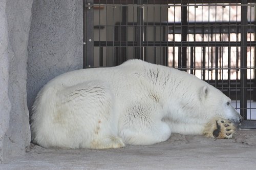 ６月１１日　旭山動物園　ホッキョクグマ１