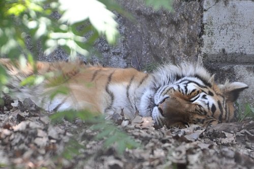 ６月１１日　旭山動物園　もうじゅう館の動物たち