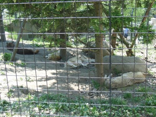 ６月１１日　旭山動物園　シンリンオオカミ