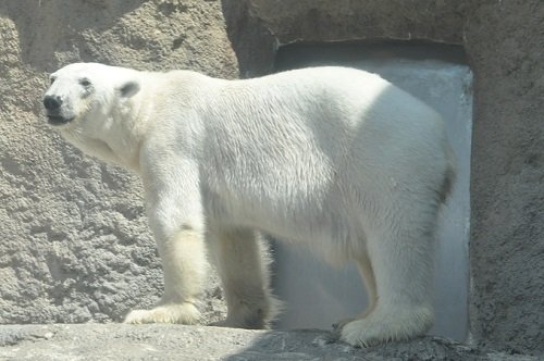 ６月１１日　旭山動物園　ホッキョクグマ２