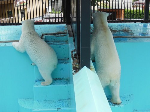 号外？！　おびひろ動物園　ホッキョクグマ