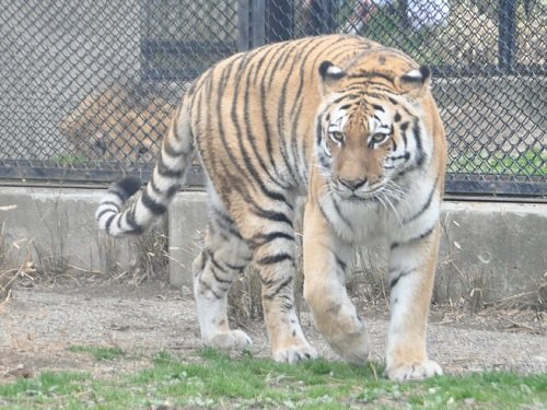 ちょっとだけ懐かしい写真・・・大森山動物園　アムールトラ